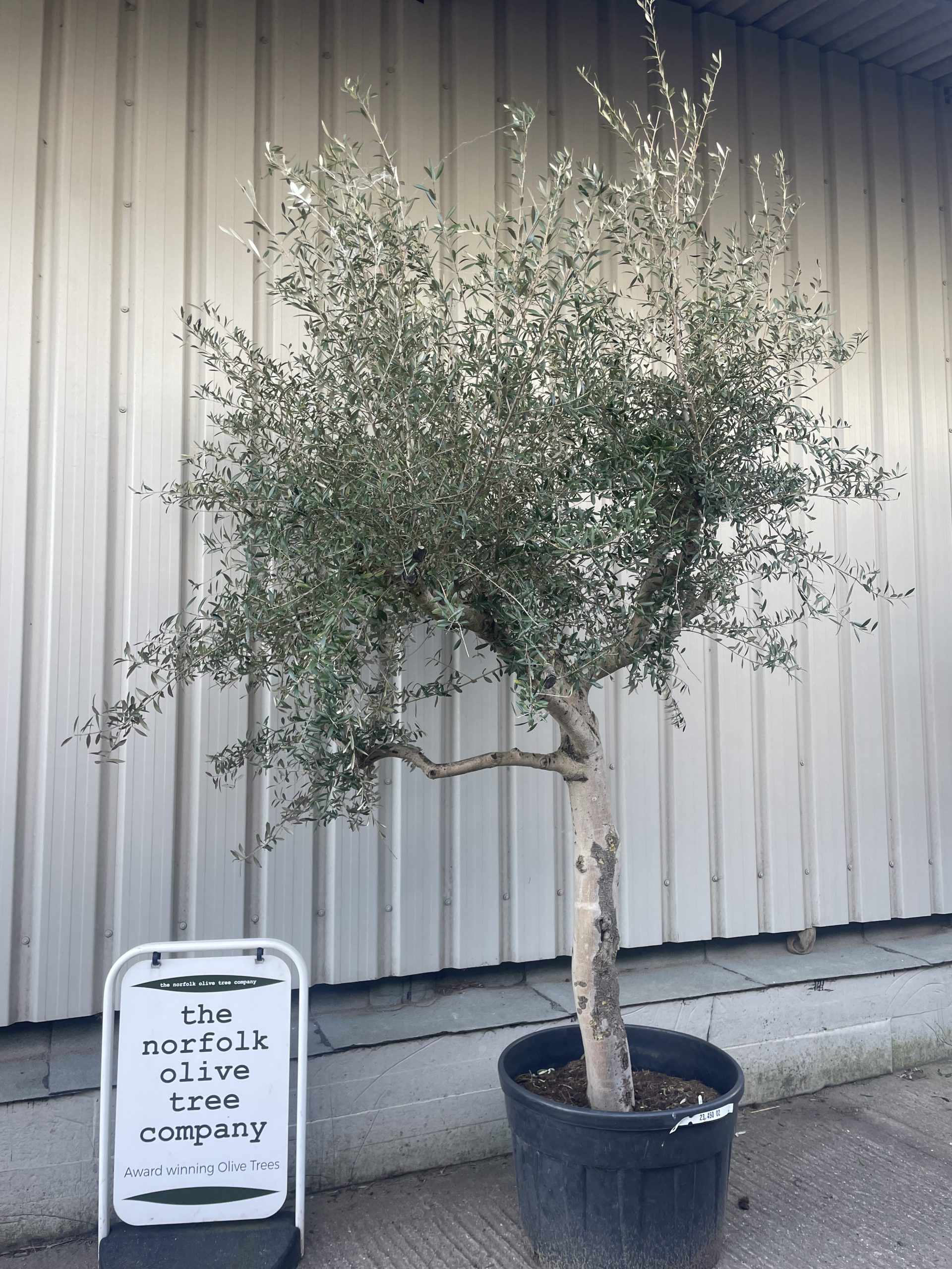 Faux Tuscan Olive Tree in Grower's Pot