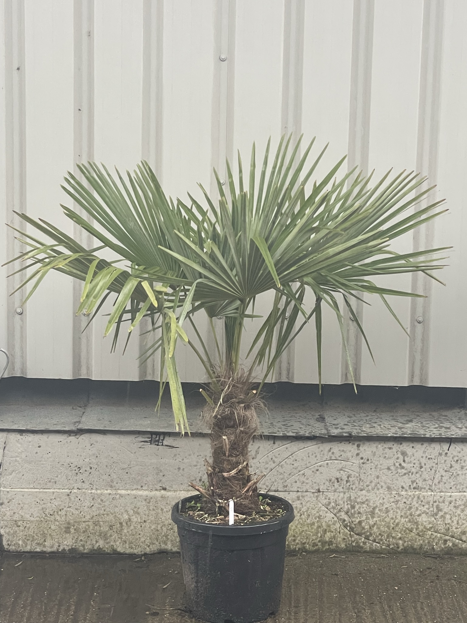 Trachycarpus Fortunei - free delivery - The Norfolk Olive Tree Company