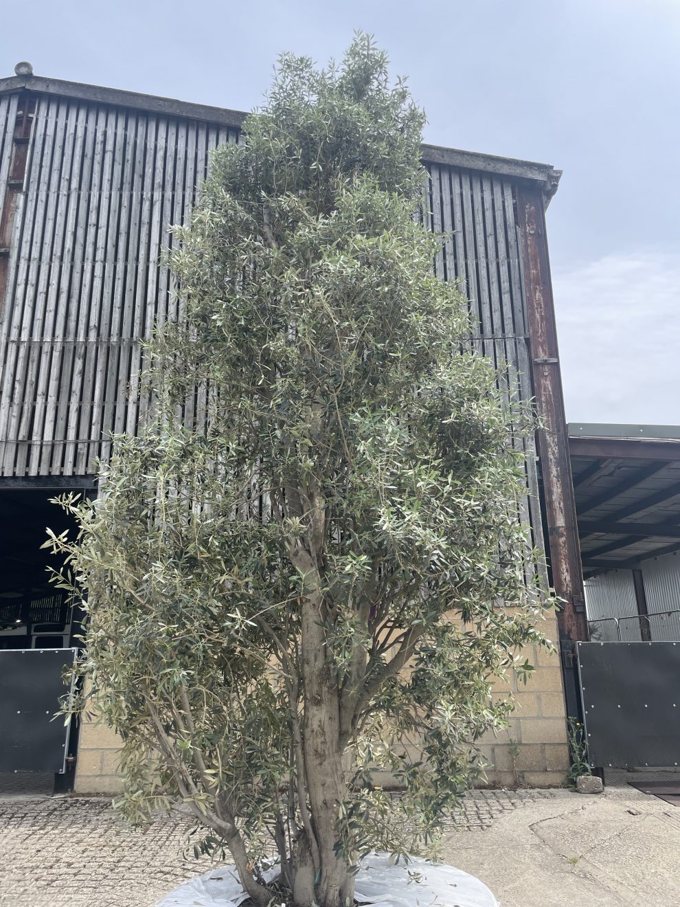 Extra tall Olive tree - The Norfolk Olive Tree Company