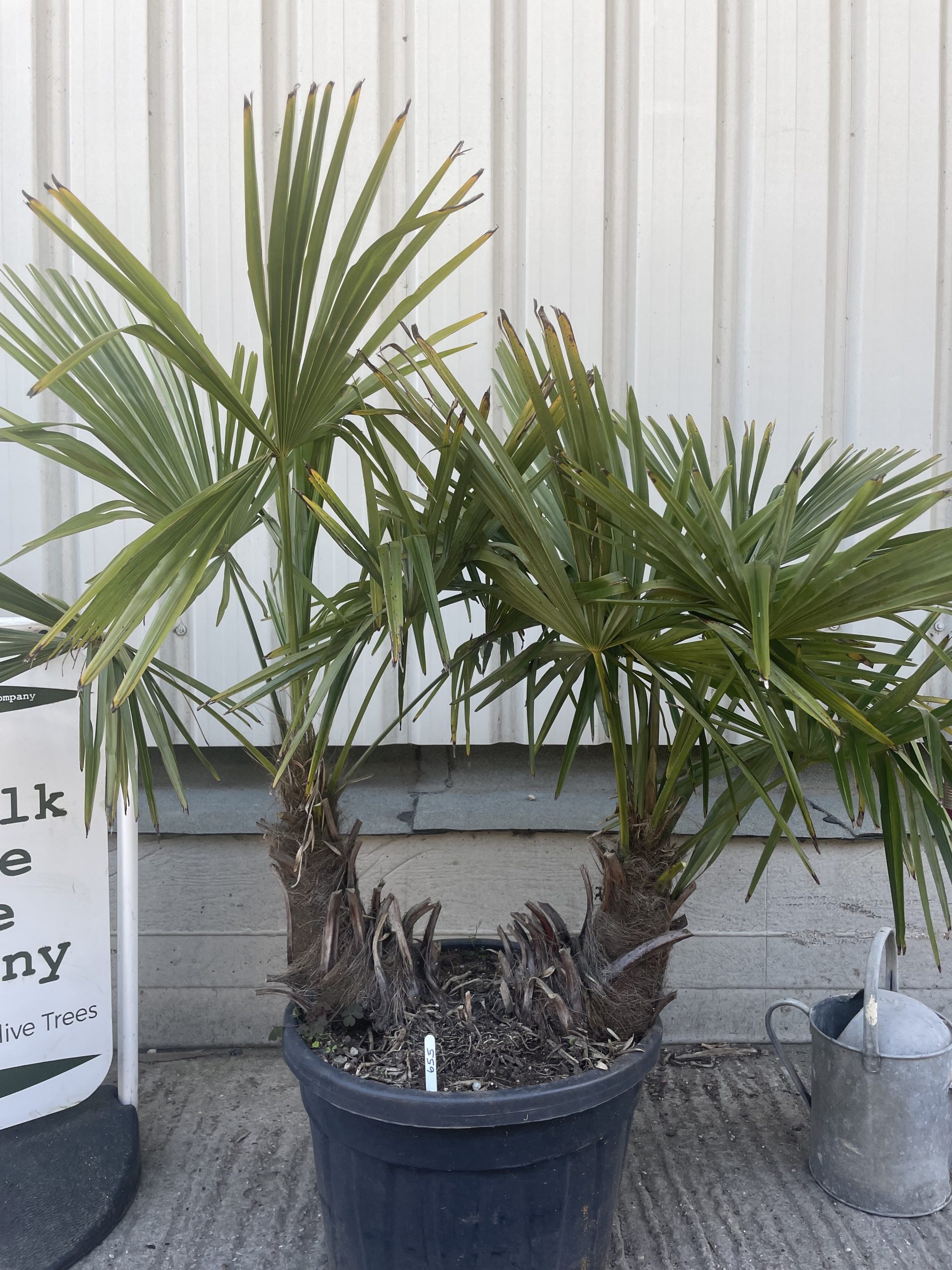 Multi- Trunk Trachycarpus Fortunei. Free Delivery - The Norfolk Olive 