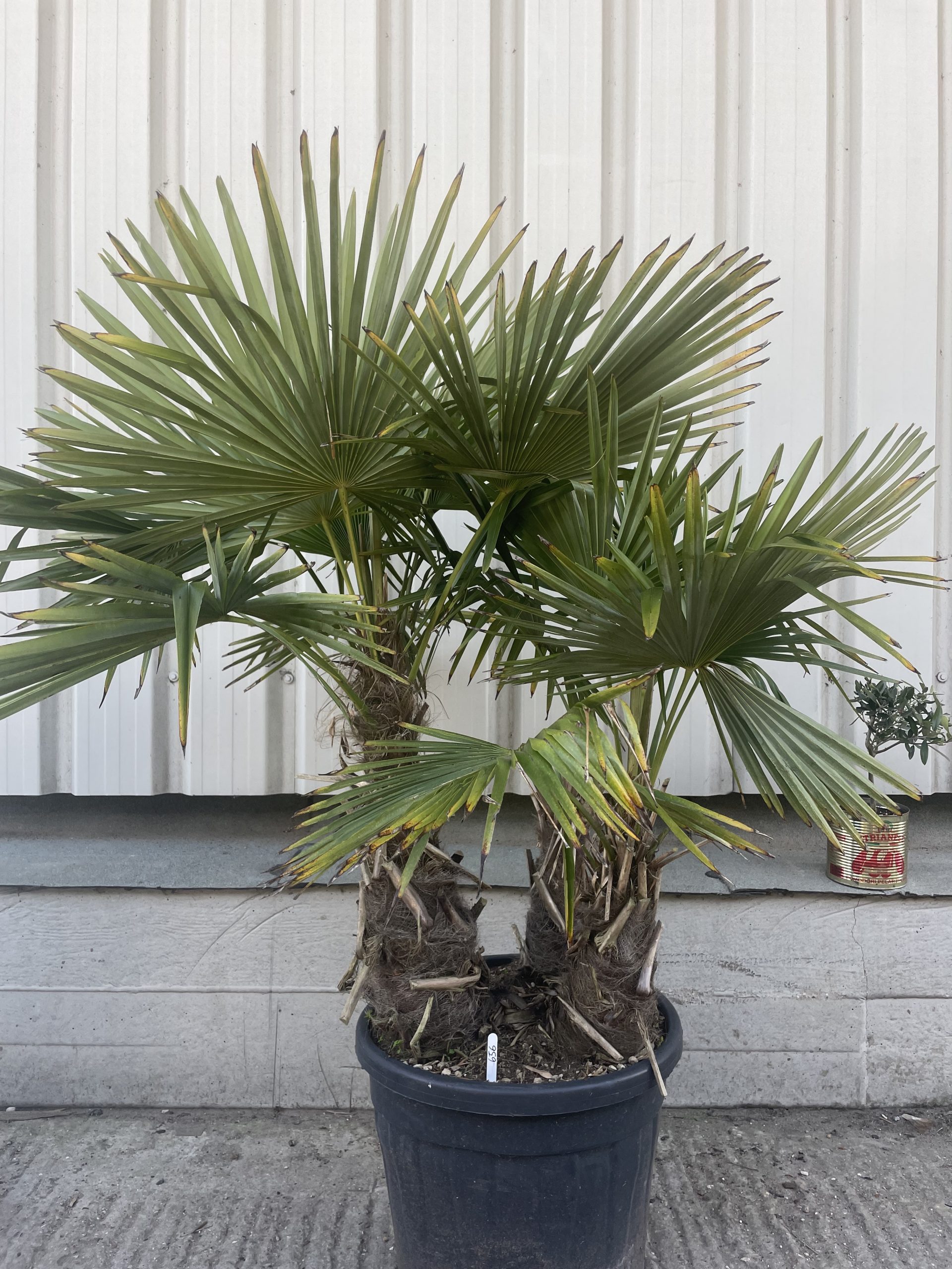 Multi- trunk Trachycarpus Fortunei. Free delivery - The Norfolk Olive ...