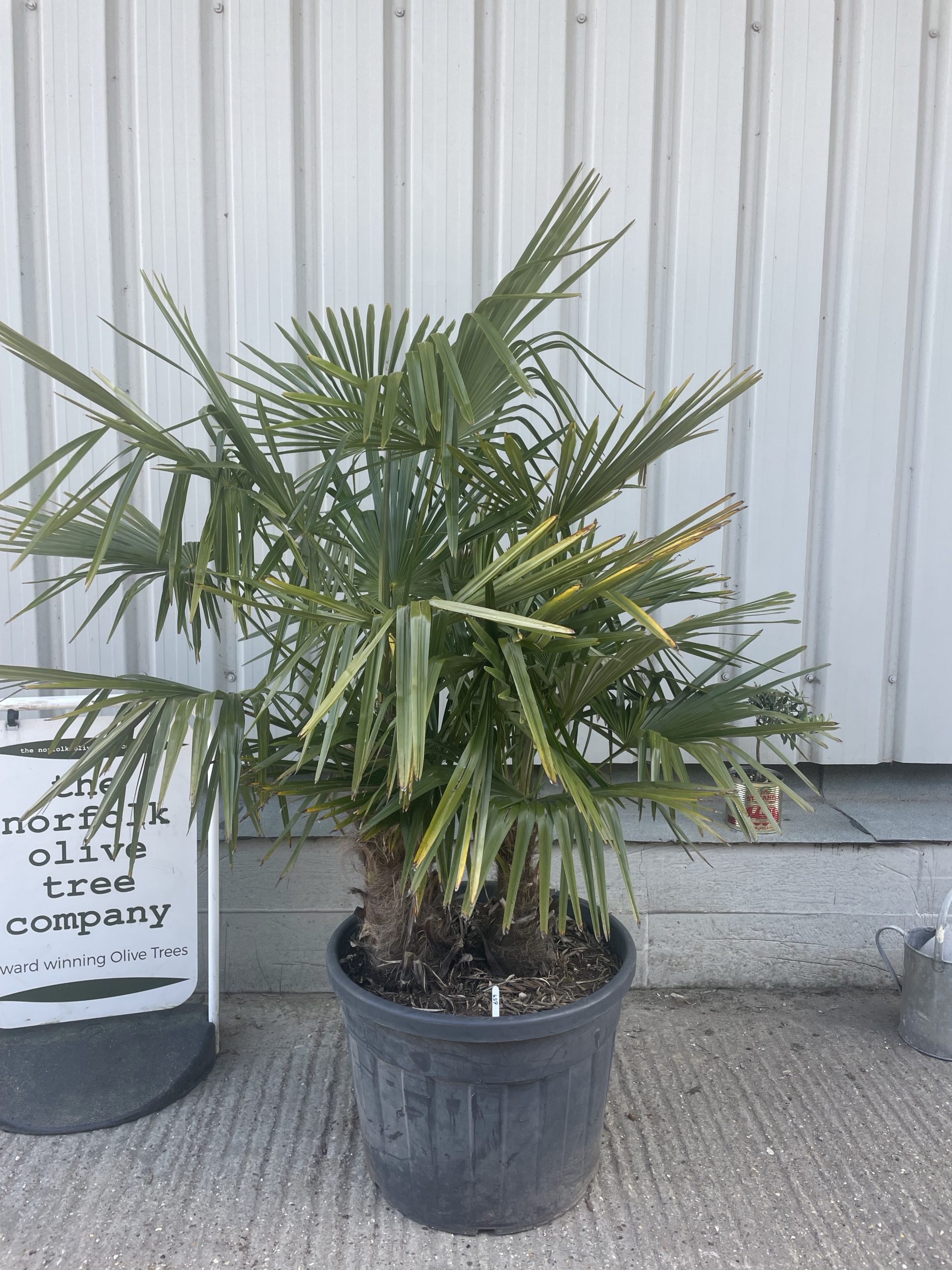 Multi- trunk Trachycarpus Fortunei. Free delivery - The Norfolk Olive ...