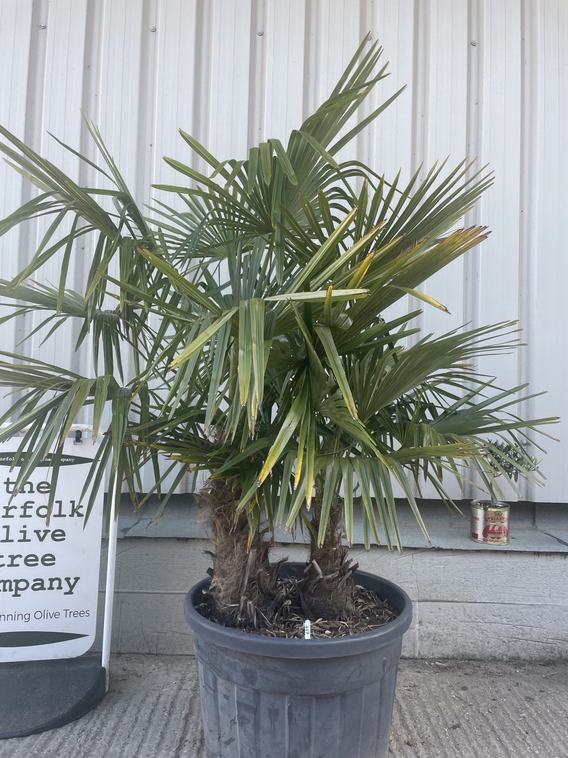 Multi- Trunk Trachycarpus Fortunei. Free Delivery - The Norfolk Olive 