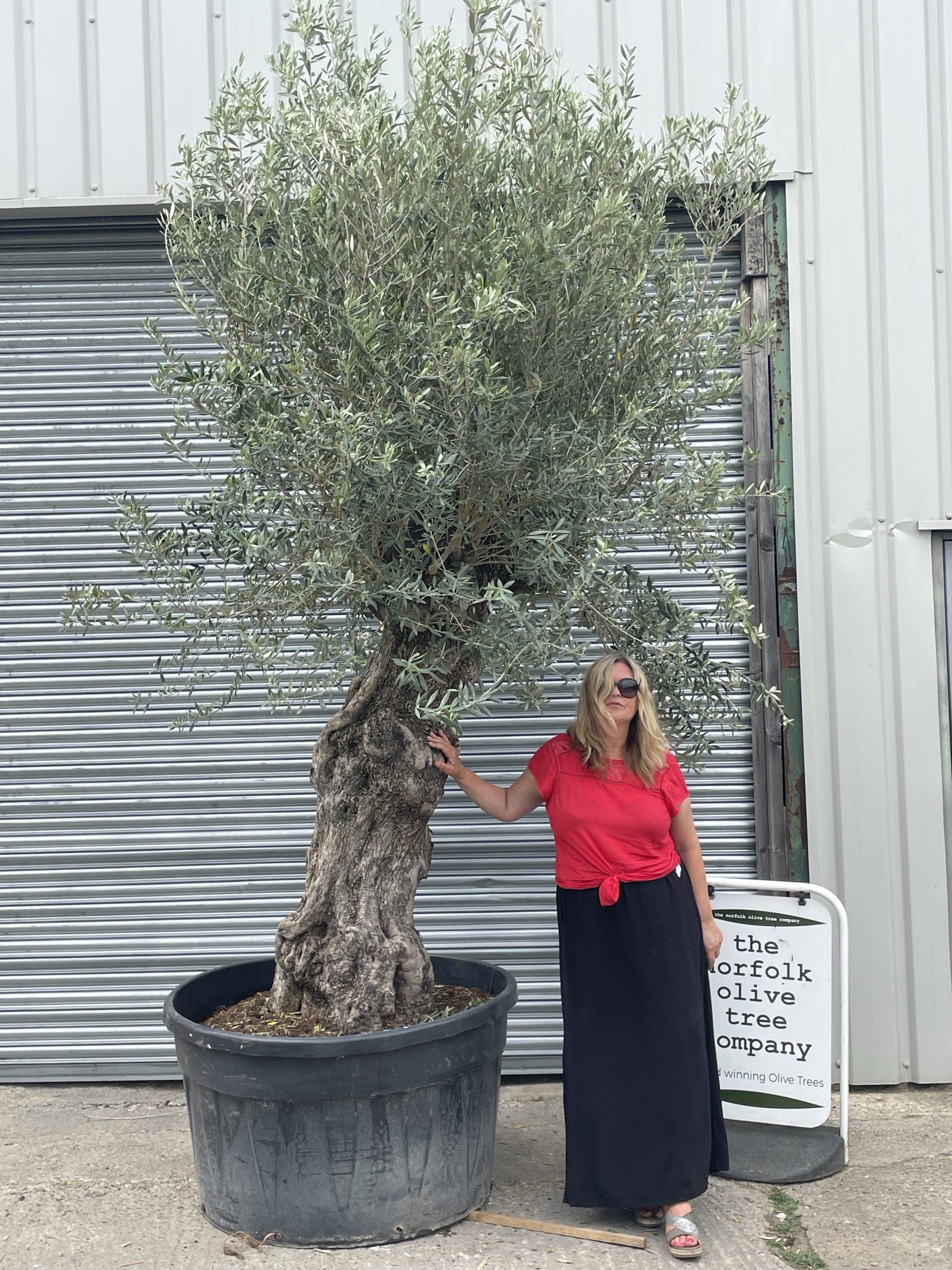 Ancient Olive tree extra large - The Norfolk Olive Tree Company