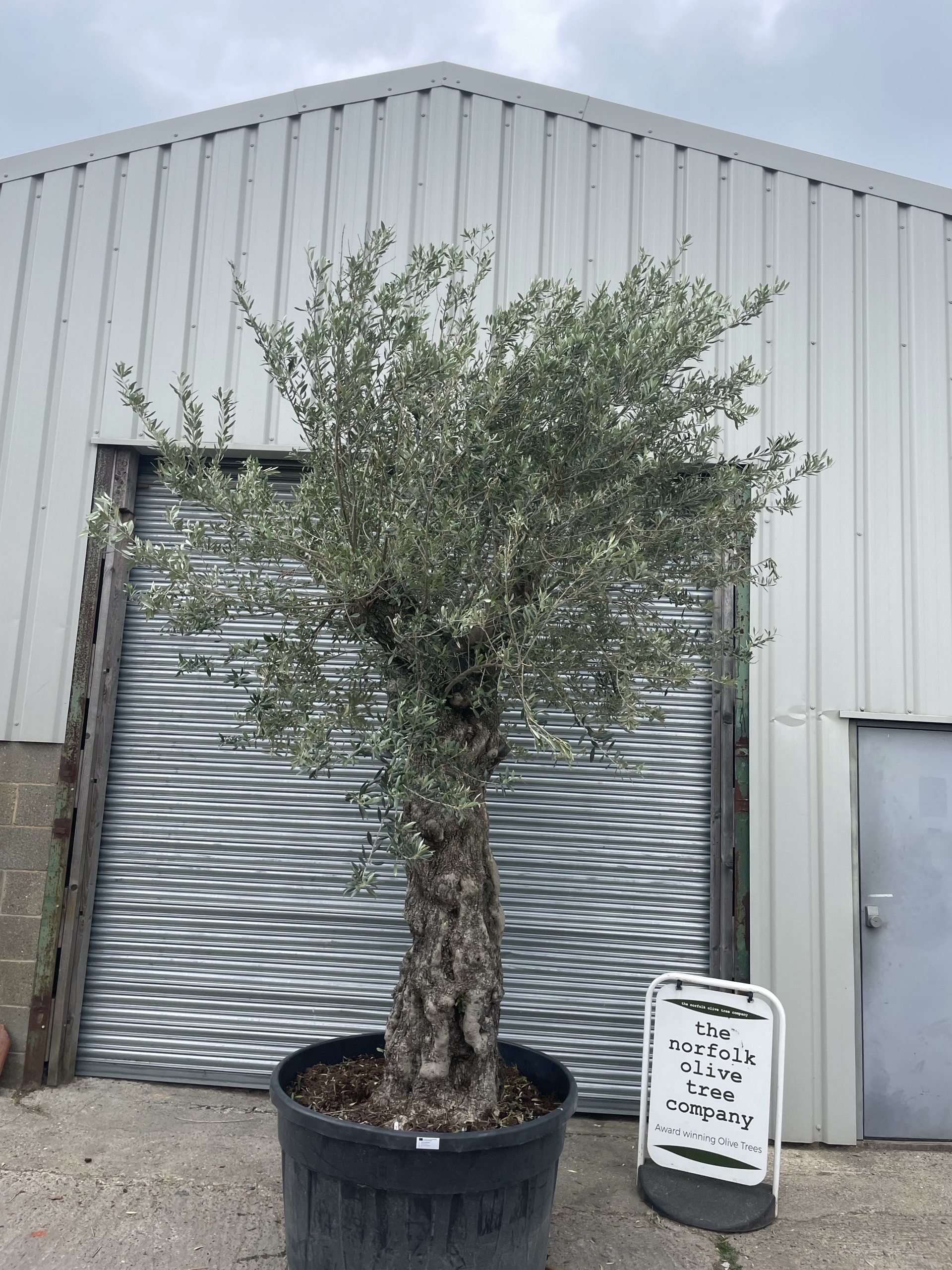 Ancient Olive tree extra large - The Norfolk Olive Tree Company