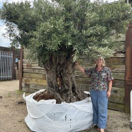 Romantic olive tree