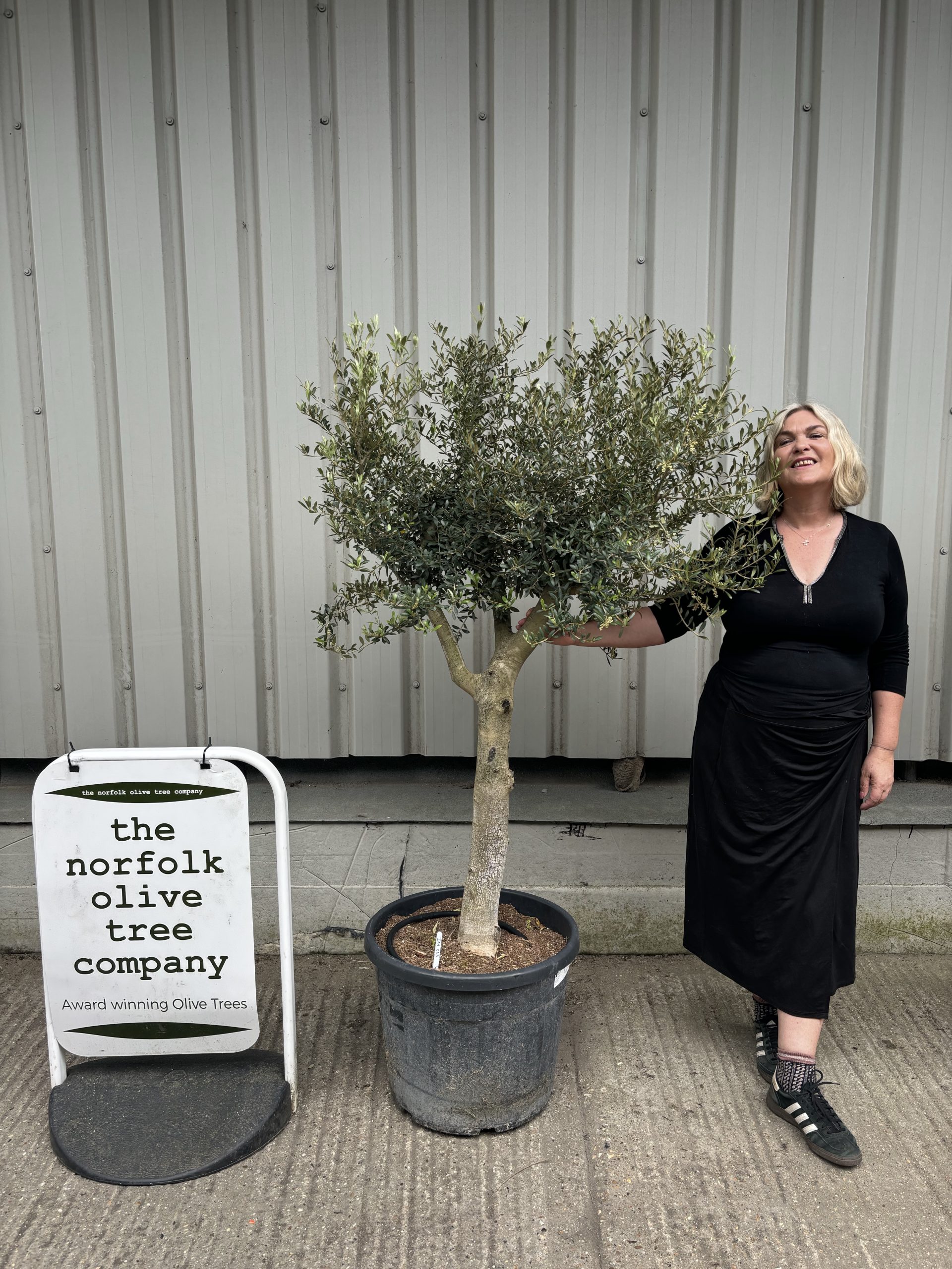 Branched Olive Tree - The Norfolk Olive Tree Company