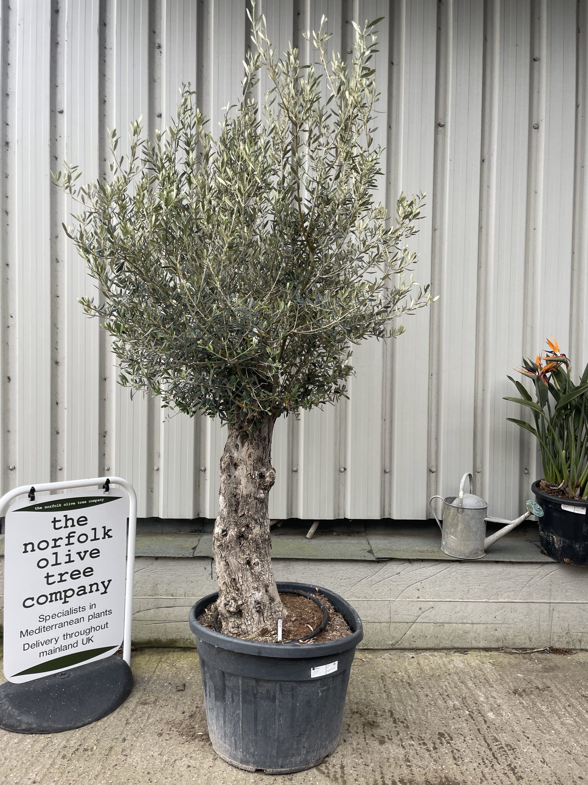 Gnarled patio Olive tree - The Norfolk Olive Tree Company