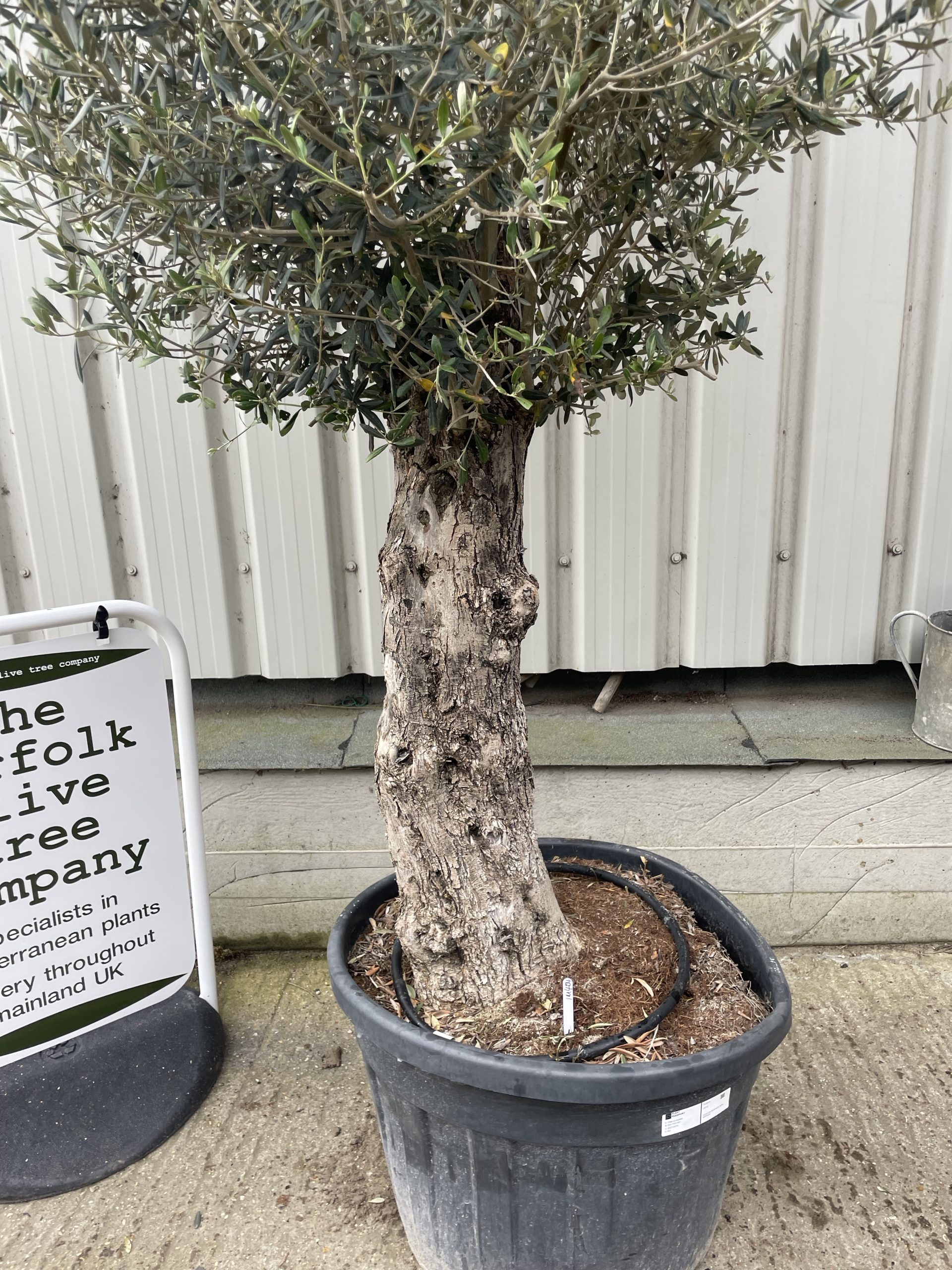 Gnarled patio Olive tree - The Norfolk Olive Tree Company