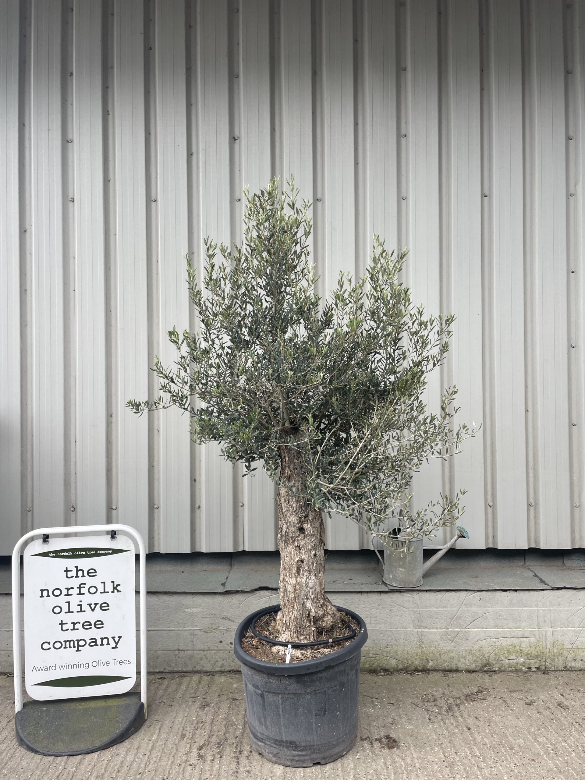 Small gnarled Olive tree - The Norfolk Olive Tree Company