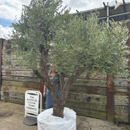 Multi-branched Olive tree