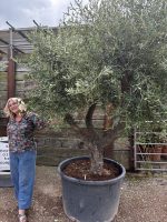 Ancient vase Olive Tree
