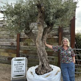 Tall ancient Olive tree
