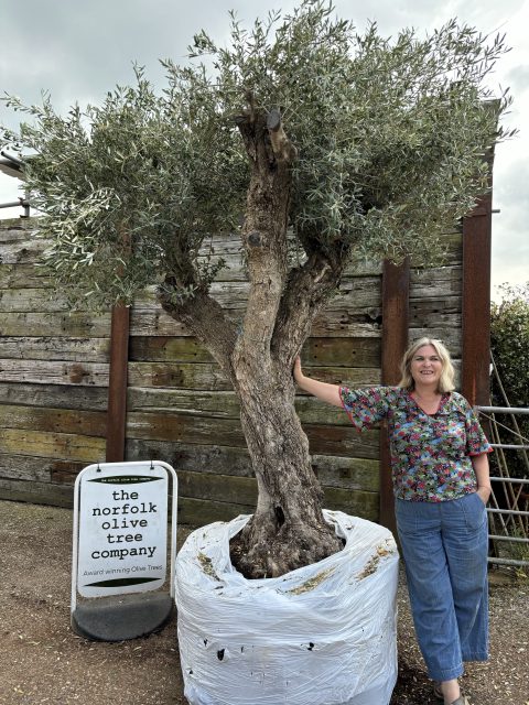 Tall ancient Olive tree