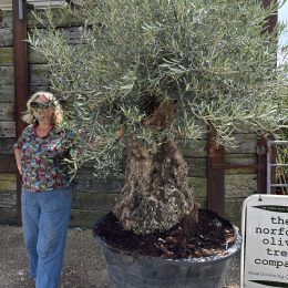 Ancient Olive tree with gnarly trunk