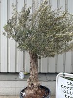 Gnarled Olive Tree