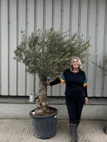 Gnarled Olive Tree
